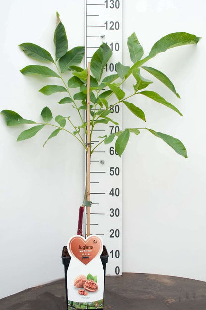  Walnotenboom- Fruitboom- 120 Cm Hoog- Potgekweekt- Professioneel Telersras