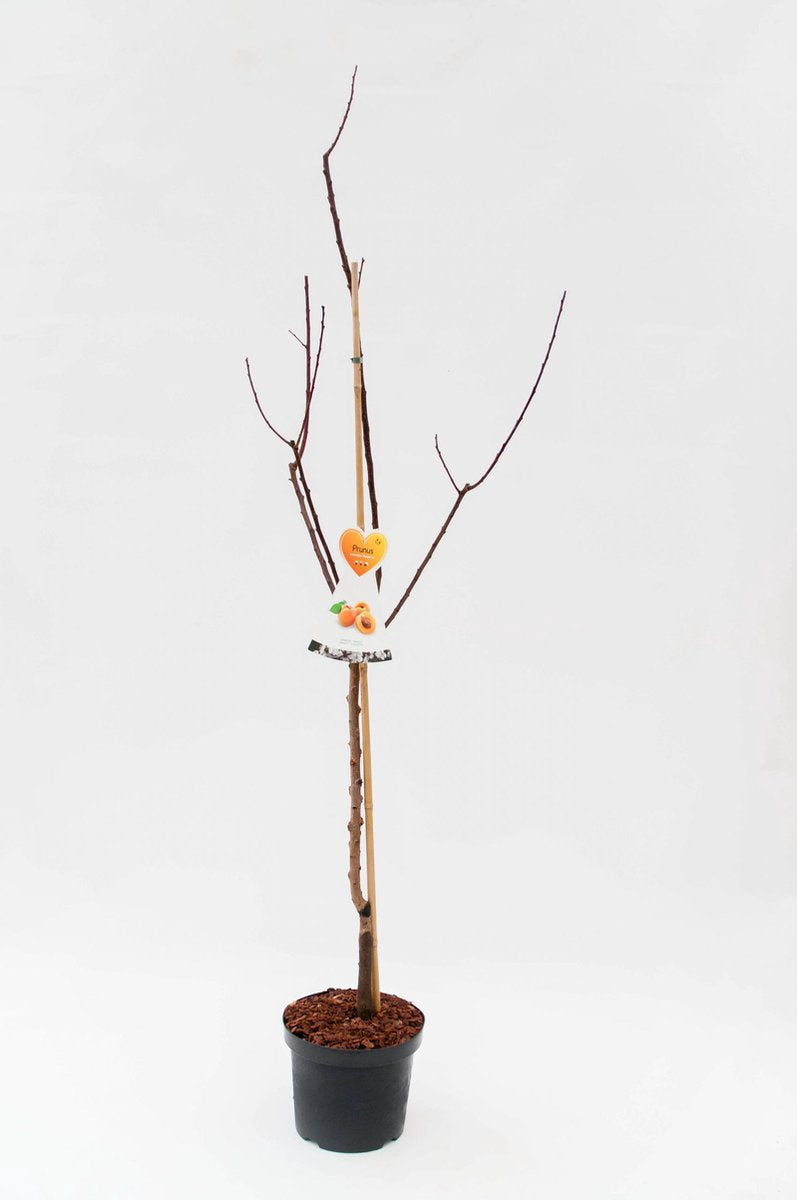  Bergeron Abrikozenboom -Fruitboom- 120 Cm Hoog- Laagstam- Potgekweekt- Professioneel Telersras