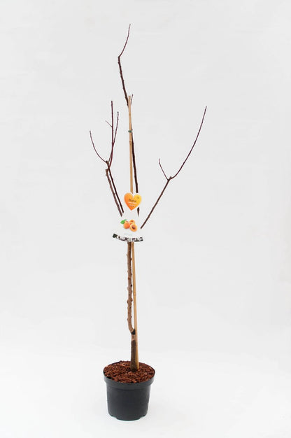  Bergeron Abrikozenboom -Fruitboom- 120 Cm Hoog- Laagstam- Potgekweekt- Professioneel Telersras