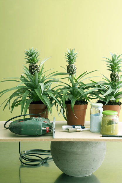  Breasy Ananasplant | Anti-snurk Plant | 1 Stuks | Ø 13cm | 35-40 Cm