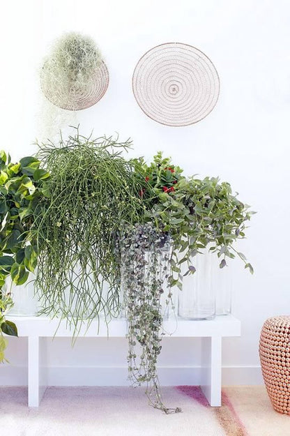  Fleurdirect - Scindapsus - 45 Cm - Ø 15 - 1 Stuks