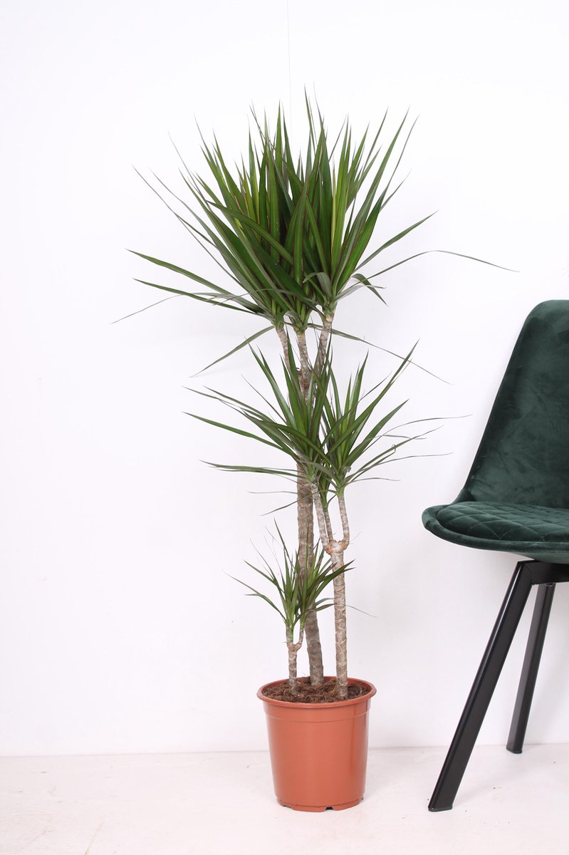  XXL Dracaena Marginata, Drakenbloedboom - 120cm Hoog, ø21cm Potmaat - Grote Kamerplant ,Tropische Palm - Vers Van De Kwekerij, Luchtzuiverend, Makkelijke Verzorging