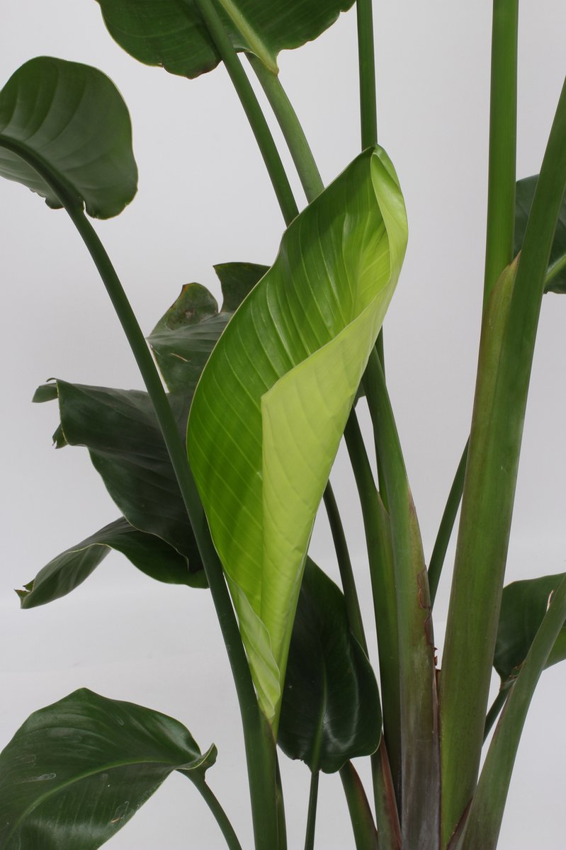  Strelitzia Nicolai - 180cm