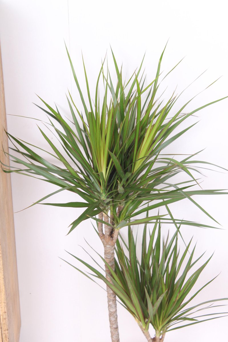  XXL Dracaena Marginata, Drakenbloedboom - 120cm Hoog, ø21cm Potmaat - Grote Kamerplant ,Tropische Palm - Vers Van De Kwekerij, Luchtzuiverend, Makkelijke Verzorging