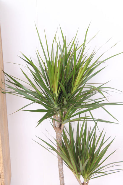  XXL Dracaena Marginata, Drakenbloedboom - 120cm Hoog, ø21cm Potmaat - Grote Kamerplant ,Tropische Palm - Vers Van De Kwekerij, Luchtzuiverend, Makkelijke Verzorging