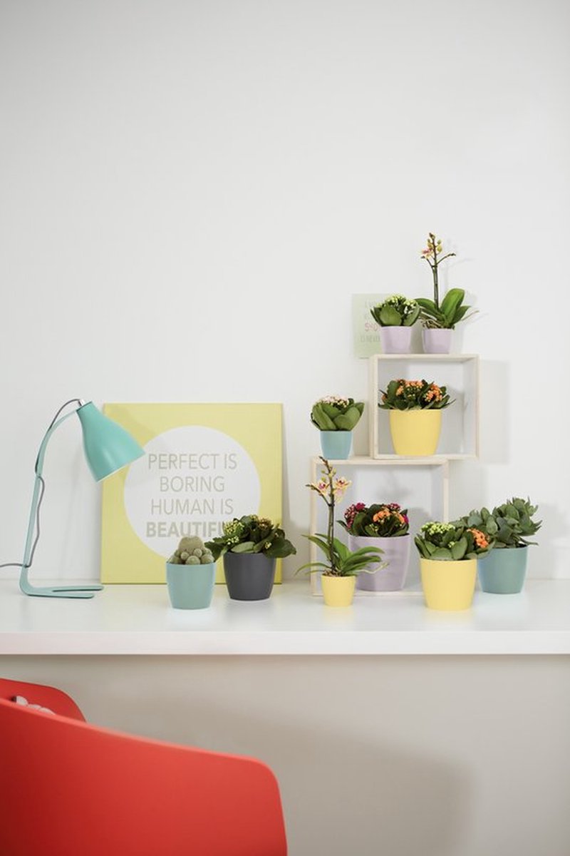  Elho Brussels Rond Mini 7 - Bloempot Voor Binnen - Ø 6.7 X H 6.0 Cm - Zwart/Antraciet