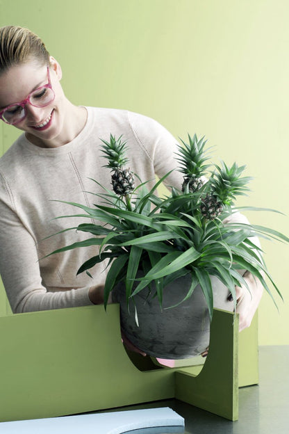  Breasy Ananasplant | Anti-snurk Plant | 1 Stuks | Ø 13cm | 35-40 Cm