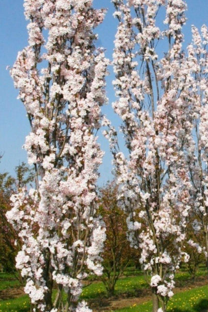  Jonge Zuilvormige Japanse Sierkers Boom | Prunus Serrulata 'Amanogawa' | 100-150cm Hoogte