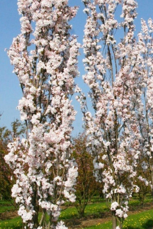  Jonge Zuilvormige Japanse Sierkers Boom | Prunus Serrulata 'Amanogawa' | 100-150cm Hoogte