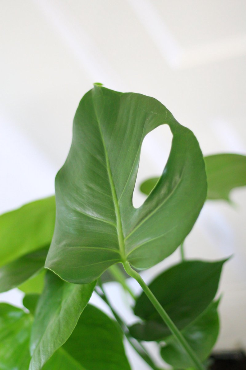  Monstera Deliciosa | Kamerplant | Groene Plant | Gatenplant | Potmaat 17cm | Hoogte 50cm | Geleverd In Kwekerspot