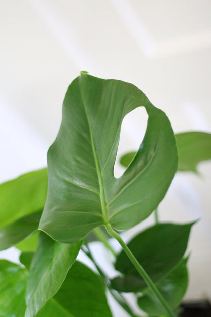  Monstera Deliciosa | Kamerplant | Groene Plant | Gatenplant | Potmaat 17cm | Hoogte 50cm | Geleverd In Kwekerspot