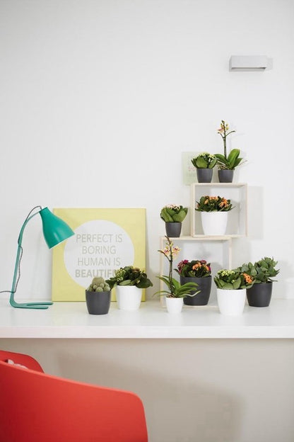  Elho B.for Soft Rond 35 - Bloempot Voor Binnen - Ø 34.5 X H 32.3 Cm - Antraciet