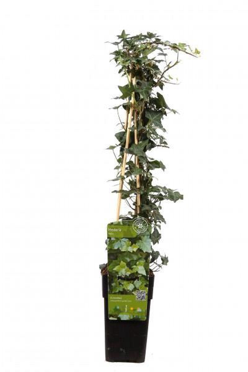  6 X Hedera Helix -Klimop 60-80cm In Pot