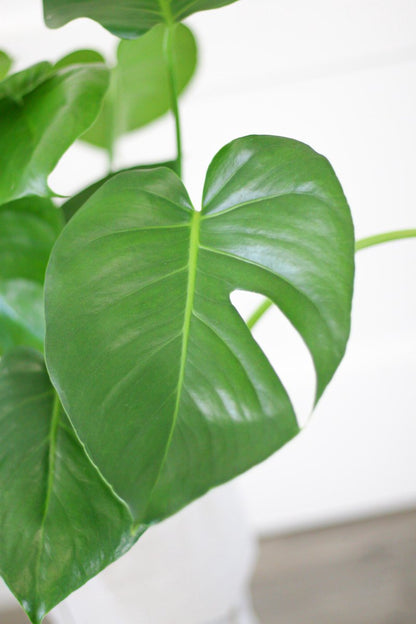  Monstera Deliciosa | Kamerplant | Groene Plant | Gatenplant | Potmaat 17cm | Hoogte 50cm | Geleverd In Kwekerspot