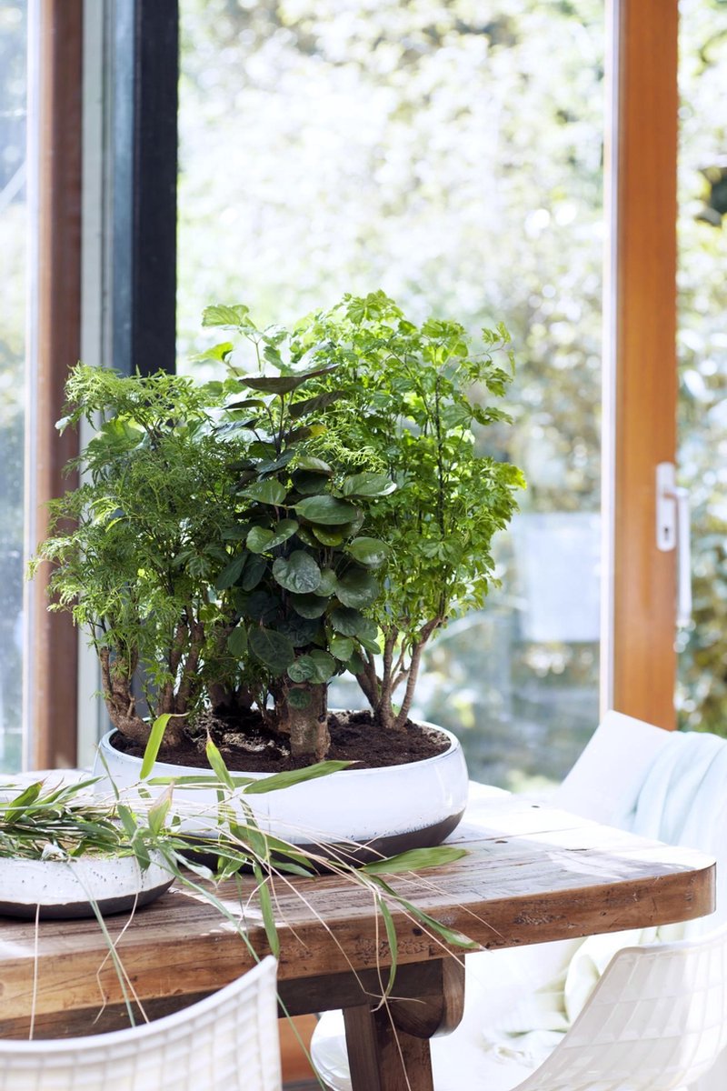  Polyscias 'Fabian Per Stuk | Sterke Tropische Kamerplant In Kwekers Pot ⌀12 Cm - ↕40 Cm