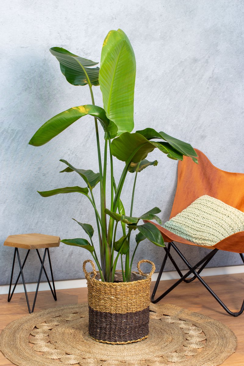  Strelitzia Nicolai - 180cm