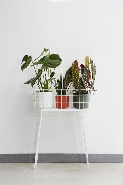  Elho B.for Soft Rond 25 - Bloempot Voor Binnen - Ø 24.7 X H 23.3 Cm - Antraciet