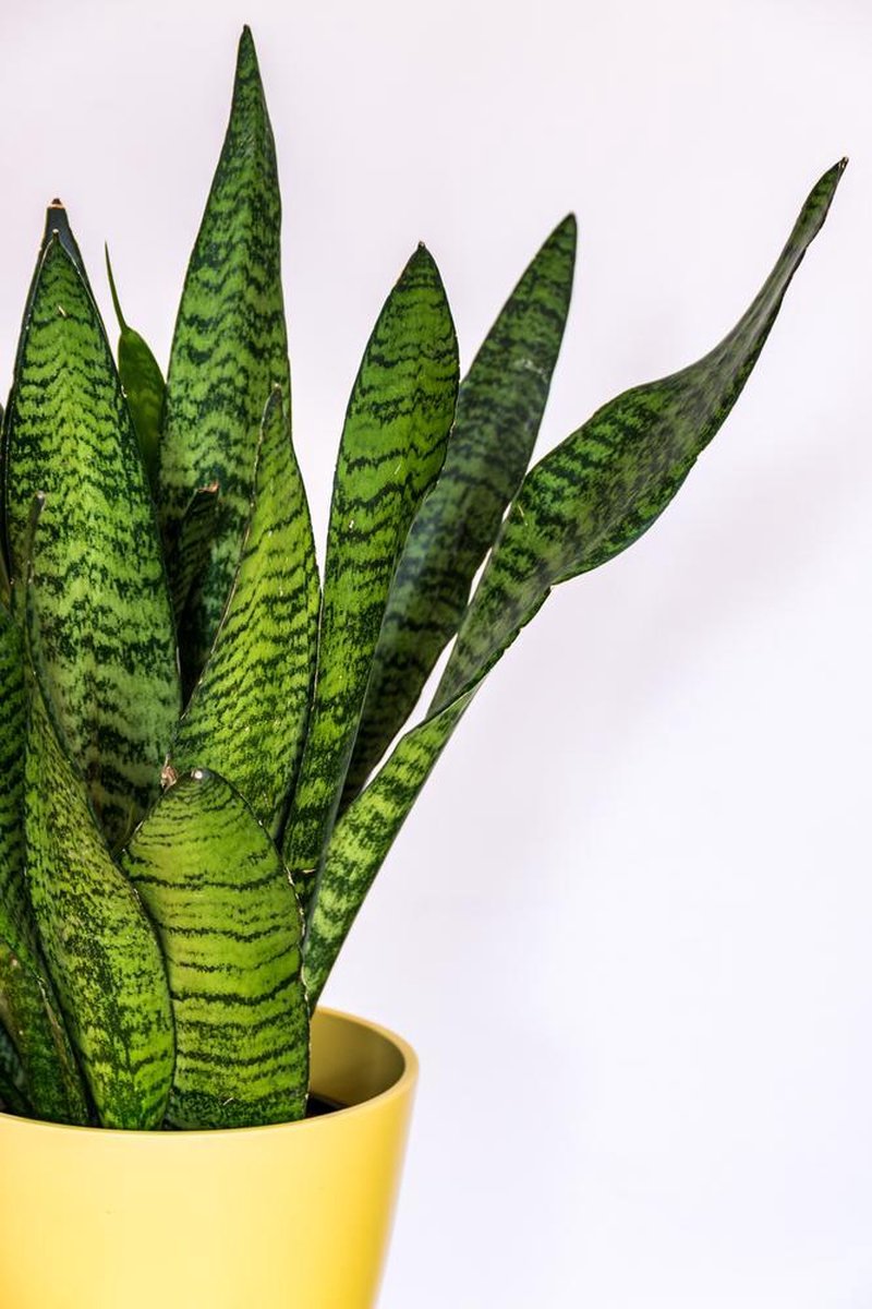  Sansevieria XL 'Zeylanica' Per Stuk | Vrouwentong - Kamerplant In Kwekerspot ⌀17 Cm - ↕65 Cm