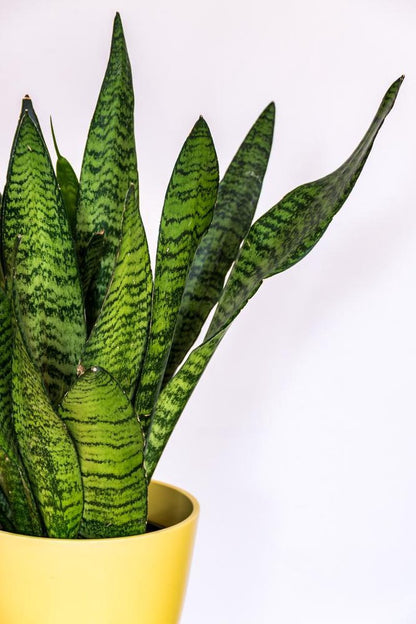  Sansevieria XL 'Zeylanica' Per Stuk | Vrouwentong - Kamerplant In Kwekerspot ⌀17 Cm - ↕65 Cm