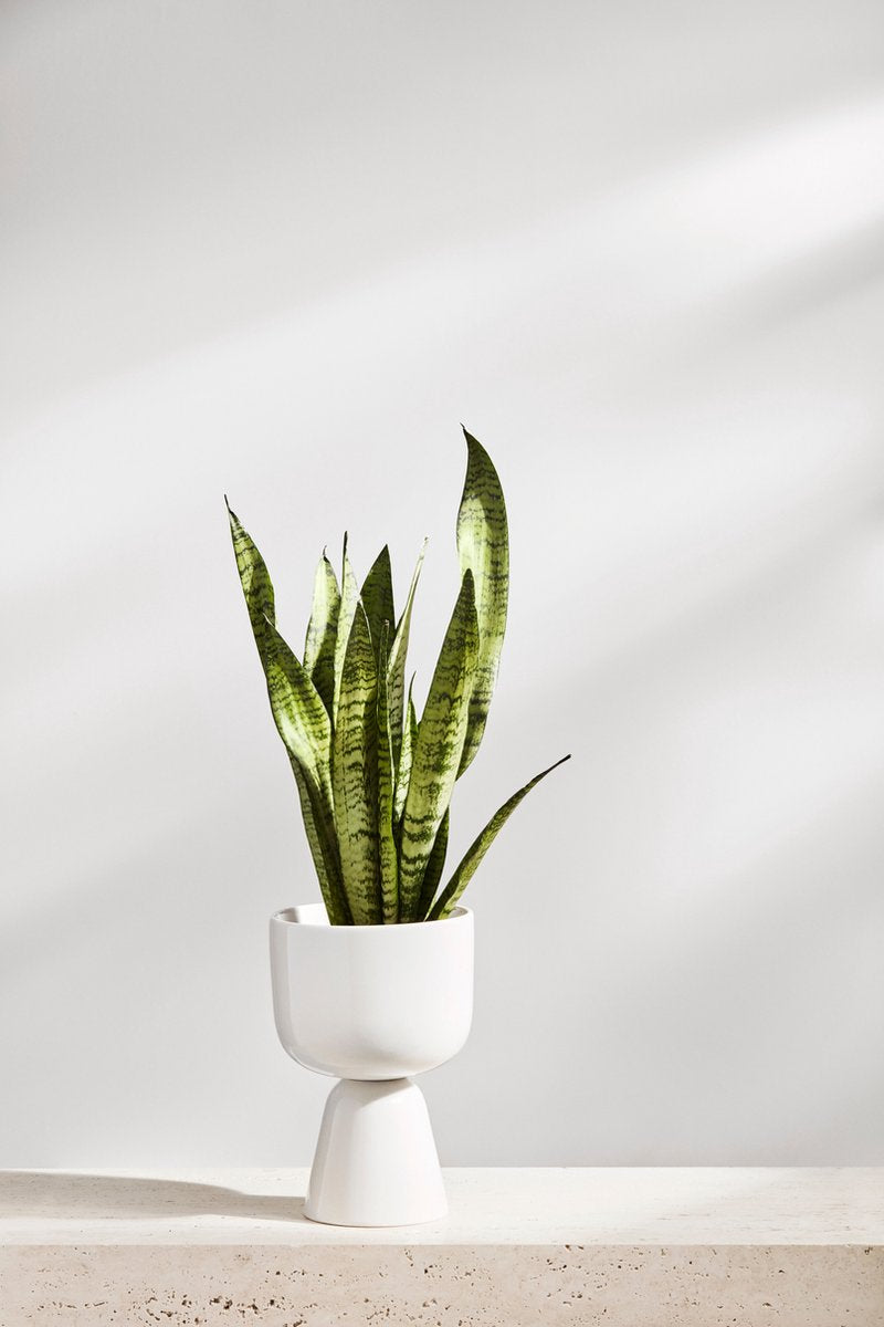  Iittala Nappula - Bloempot - Bloempotten Voor Binnen En Buiten - Plantenpotten - Wit - 230 X 155 Mm - 1 Stuk