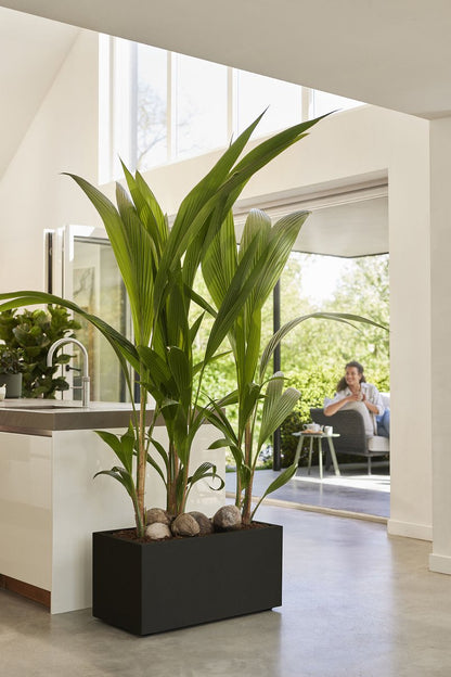  Elho Vivo Next Lang 60 - Bloempot Voor Binnen &amp; Buiten - Ø 59.0 X H 29.2 Cm - Zwart/Living Black