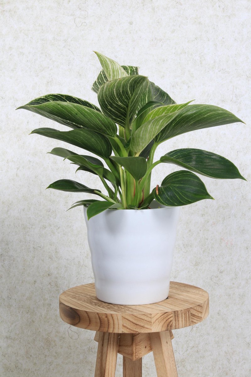  WL Plants - Bloempot Binnen - Set Van 4 - Dawn Ø12 Wit - Luxe Bloempotten Voor Binnen - Bloempotten Voor Buiten - Bloembak &amp; Plantenpot - Hoogte 12,5 Cm - Keramisch Met Hoogwaardige Afwerking