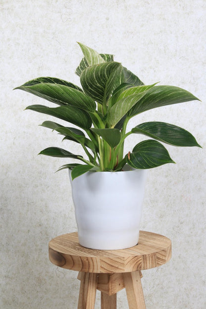 WL Plants - Bloempot Binnen - Set Van 4 - Dawn Ø12 Wit - Luxe Bloempotten Voor Binnen - Bloempotten Voor Buiten - Bloembak &amp; Plantenpot - Hoogte 12,5 Cm - Keramisch Met Hoogwaardige Afwerking