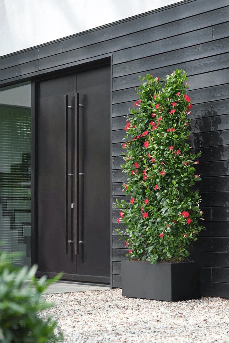  Elho Vivo Next Lang 60 - Bloempot Voor Binnen &amp; Buiten - Ø 59.0 X H 29.2 Cm - Zwart/Living Black