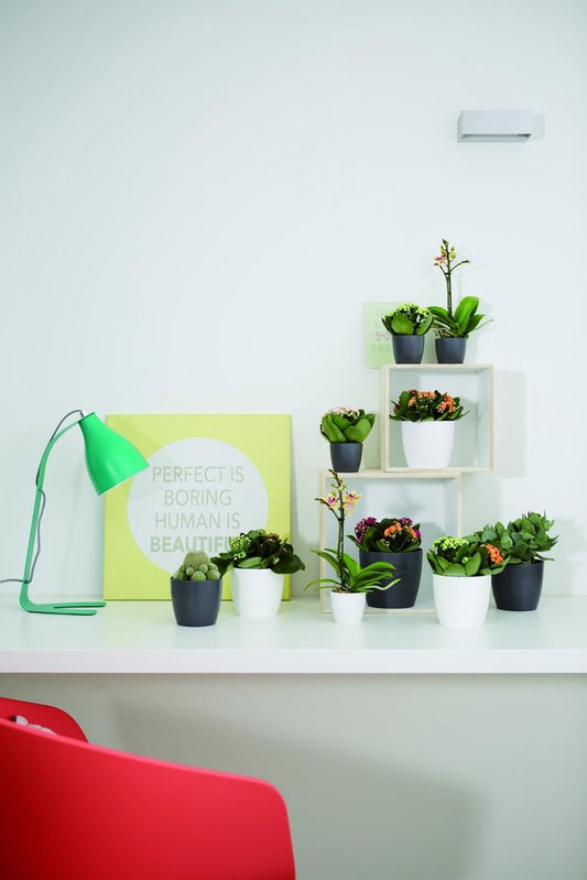  Elho Brussels Rond Mini 7 - Bloempot Voor Binnen - Ø 6.7 X H 6.0 Cm - Zwart/Antraciet