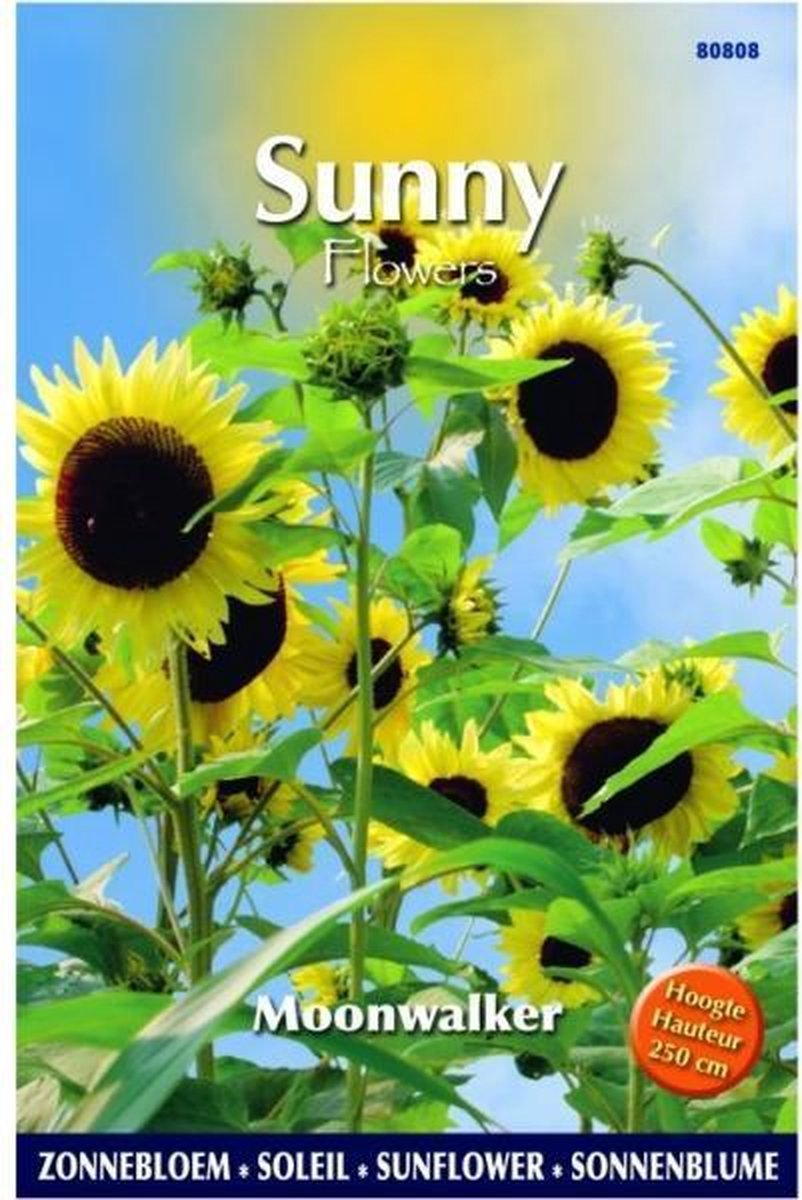  Buzzy® Sunny Flowers, Zonnebloem Moonwalker