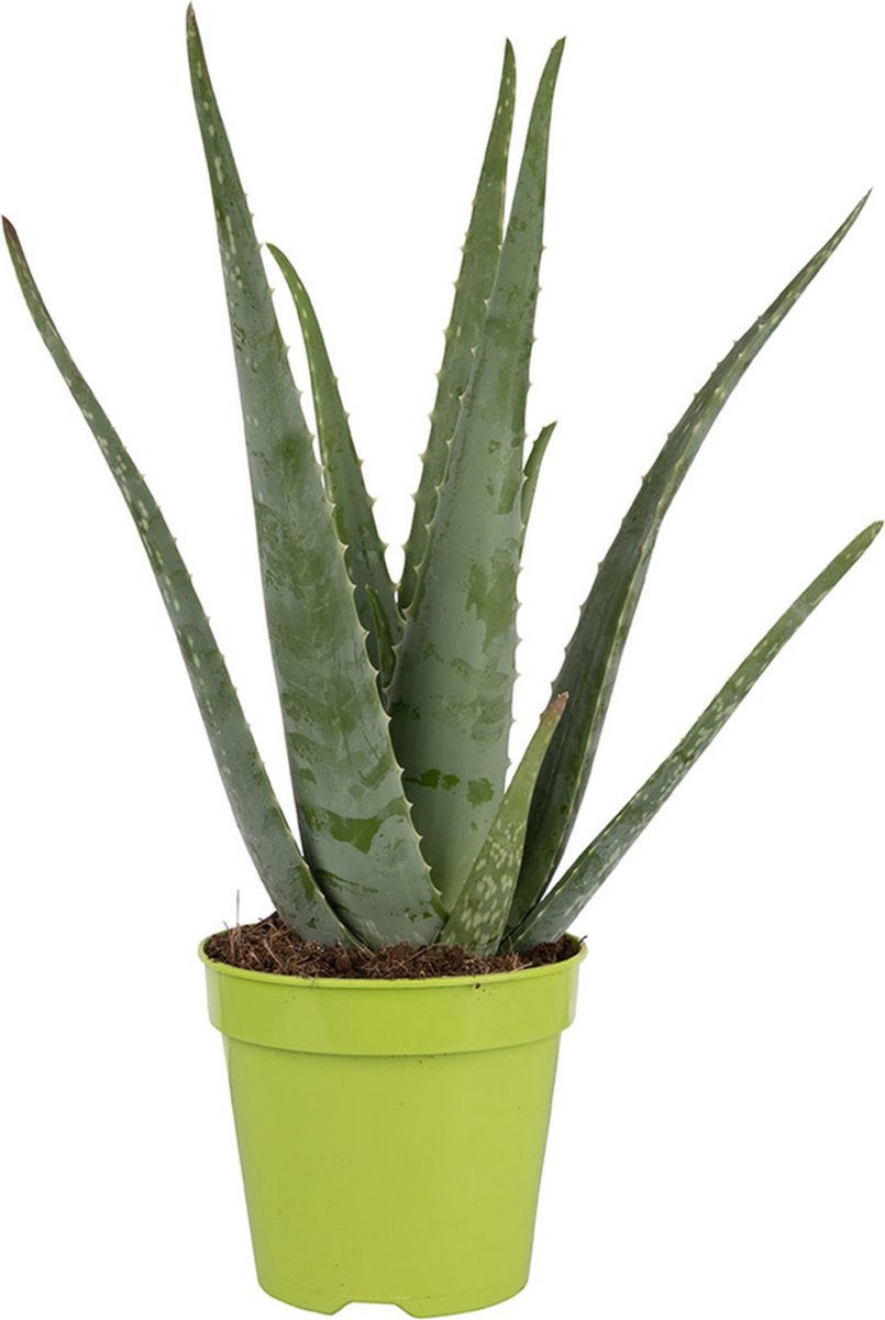  Dr. Green® Broeder Green - Met Kweekhandleiding - Aloë Vera Plant Groot 45 Cm - ø 15 Cm - Kamerplanten - Vetplant - Kamerplant Luchtzuiverend - Succulent