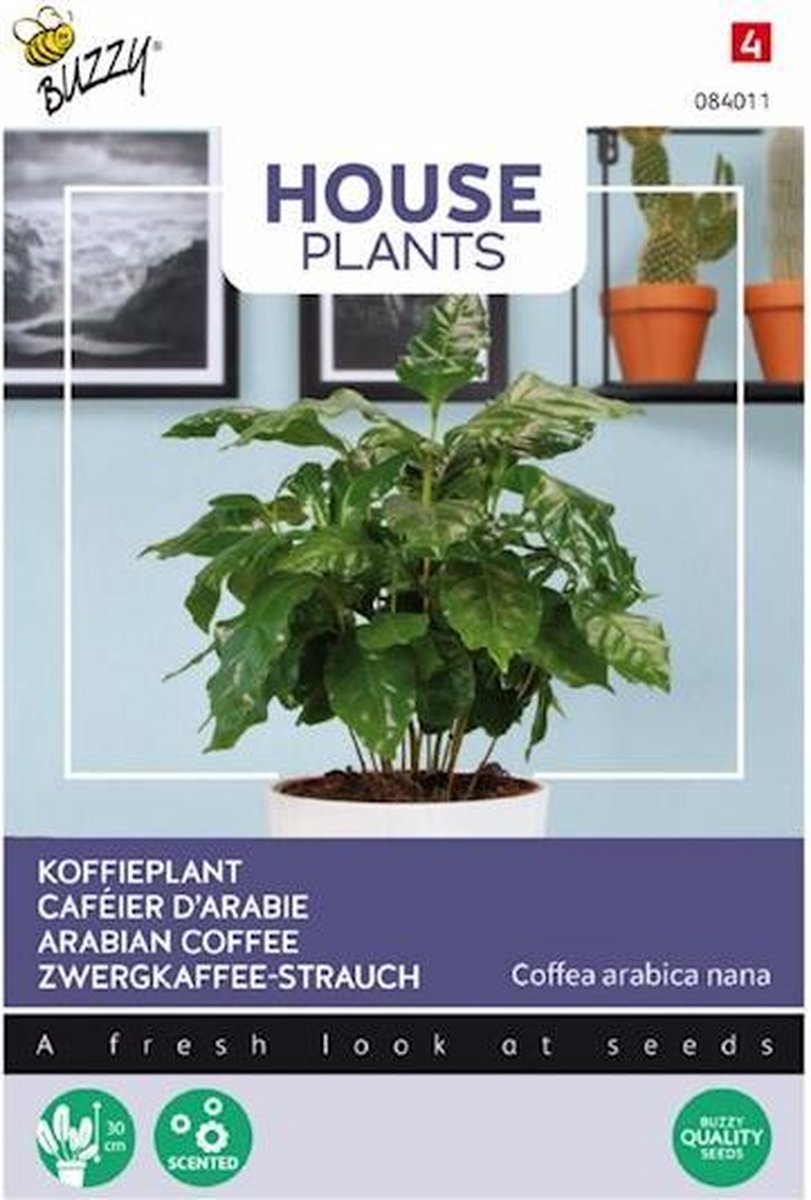  Buzzy® House Plants Coffea Arabica, Koffieplant