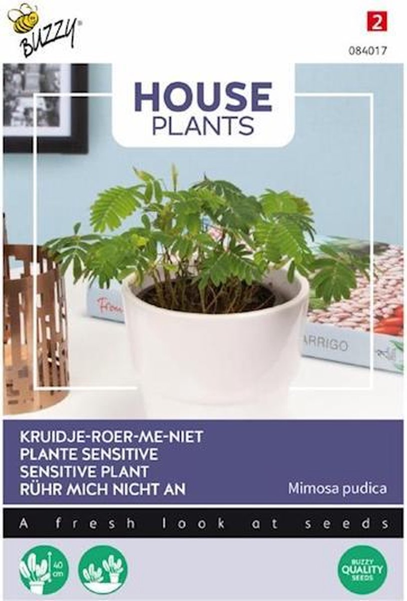  Buzzy® House Plants Mimosa Pudica, Kruidje Roer Me Niet