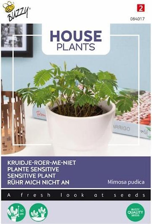  Buzzy® House Plants Mimosa Pudica, Kruidje Roer Me Niet