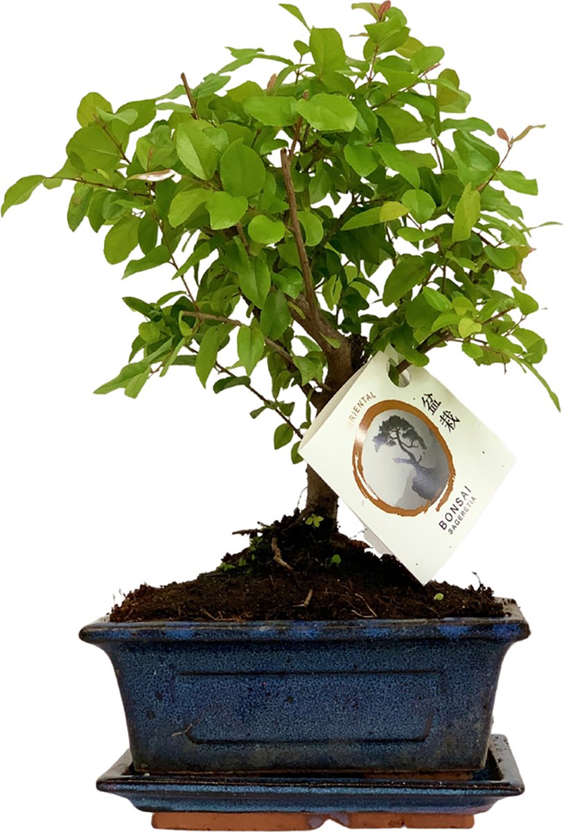  ZynesFlora - Bonsai In Keramiek - Kamerplant In Pot - Ø 15 Cm - Hoogte: 25-30 Cm - Kamerplant