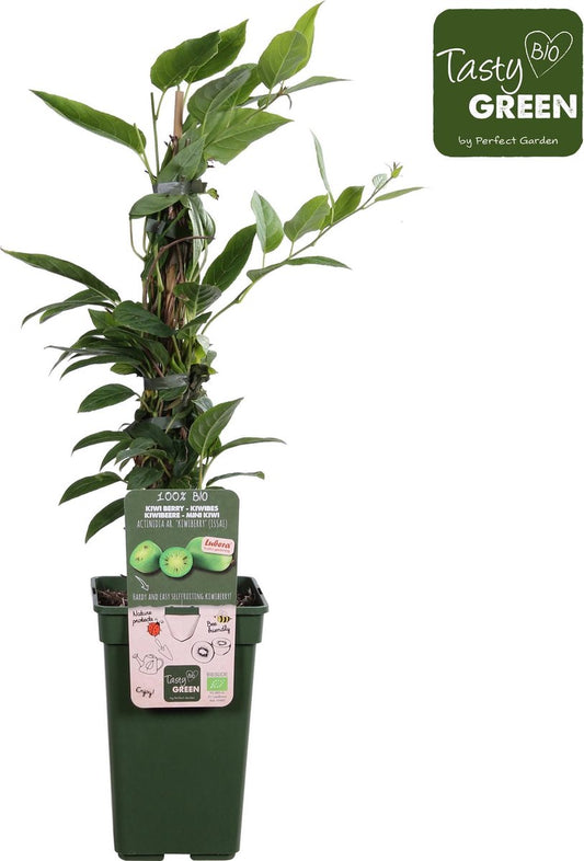 Merkloos Actinidia Arguta 'Kiwiberry'® - Mini Kiwi - BIO Fruitplant