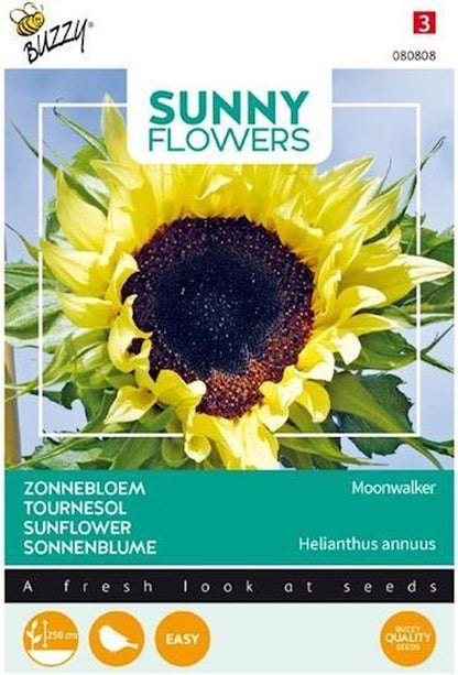  Buzzy® Sunny Flowers, Zonnebloem Moonwalker
