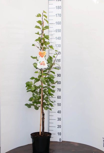  Bergeron Abrikozenboom -Fruitboom- 120 Cm Hoog- Laagstam- Potgekweekt- Professioneel Telersras