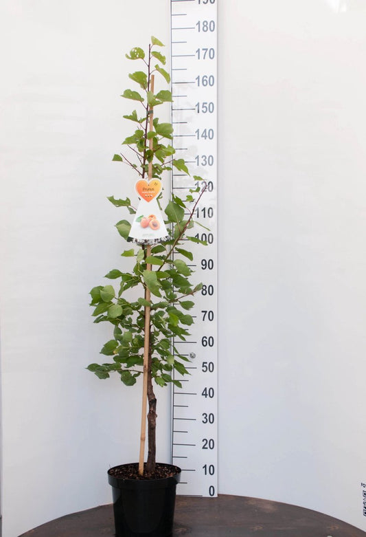  Bergeron Abrikozenboom -Fruitboom- 120 Cm Hoog- Laagstam- Potgekweekt- Professioneel Telersras
