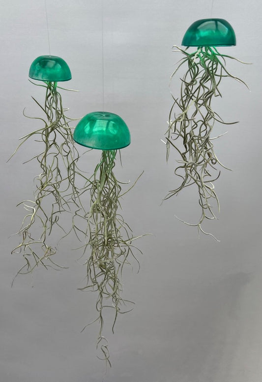  Set Van Drie Glazige Jellyfish Luchtplanten Groen/kleur/airplants/luchtplantje/Spaans Mos/Tillandsia/kadotip/makkelijke Plant/hangplant/woonkamer/moederdag/verjaardag/tuin/terras/balkon/voorjaar/lego/schelp/strand/voor Haar/voor Hem/moeder/vaderdag