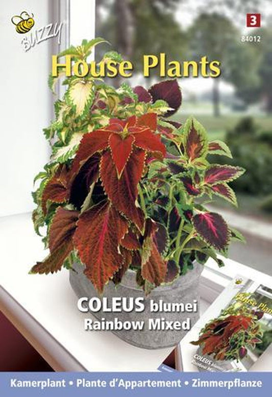  Buzzy® House Plants Coleus, Siernetel Rainbow Mix