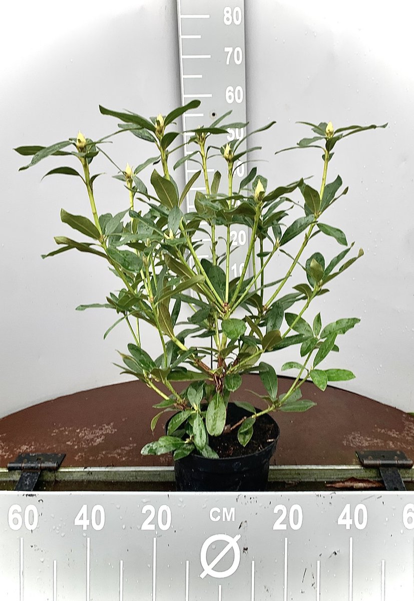  Rhododendron Box - 40 Stuks - Wit - 40/60 Cm Hoog - Incl. 8 Zakken Tuinturf 50L - Rhododendron 'cunningham's White' -
