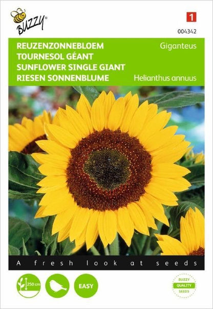  Buzzy Zaden - Zonnebloem Giganteus - Helianthus Annuus (reuzenzonnebloem)