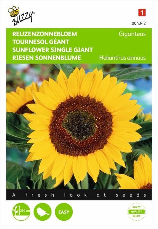  Buzzy Zaden - Zonnebloem Giganteus - Helianthus Annuus (reuzenzonnebloem)