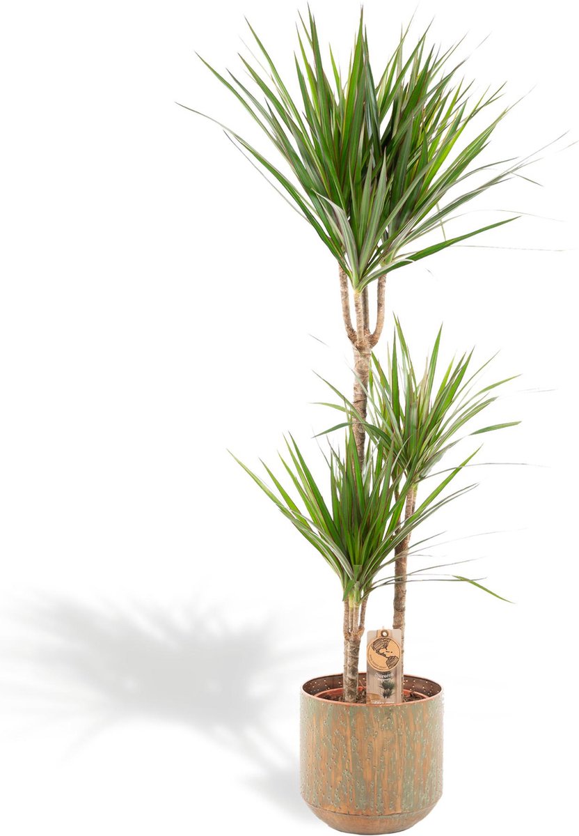  XXL Dracaena Marginata Met Pot - Drakenbloedboom - 120cm Hoog , 21Ø - Kamerplant