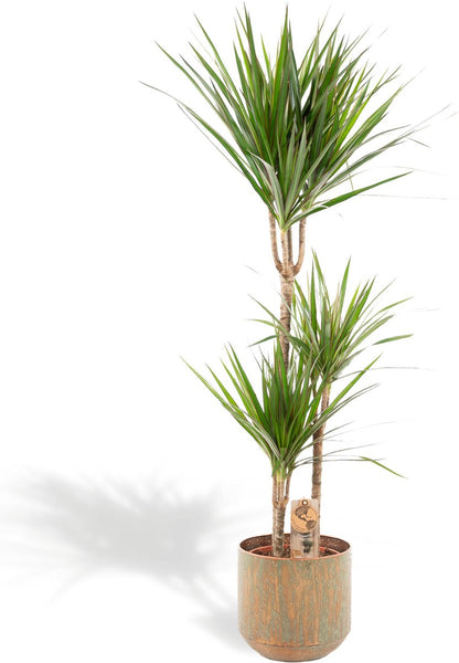  XXL Dracaena Marginata Met Pot - Drakenbloedboom - 120cm Hoog , 21Ø - Kamerplant
