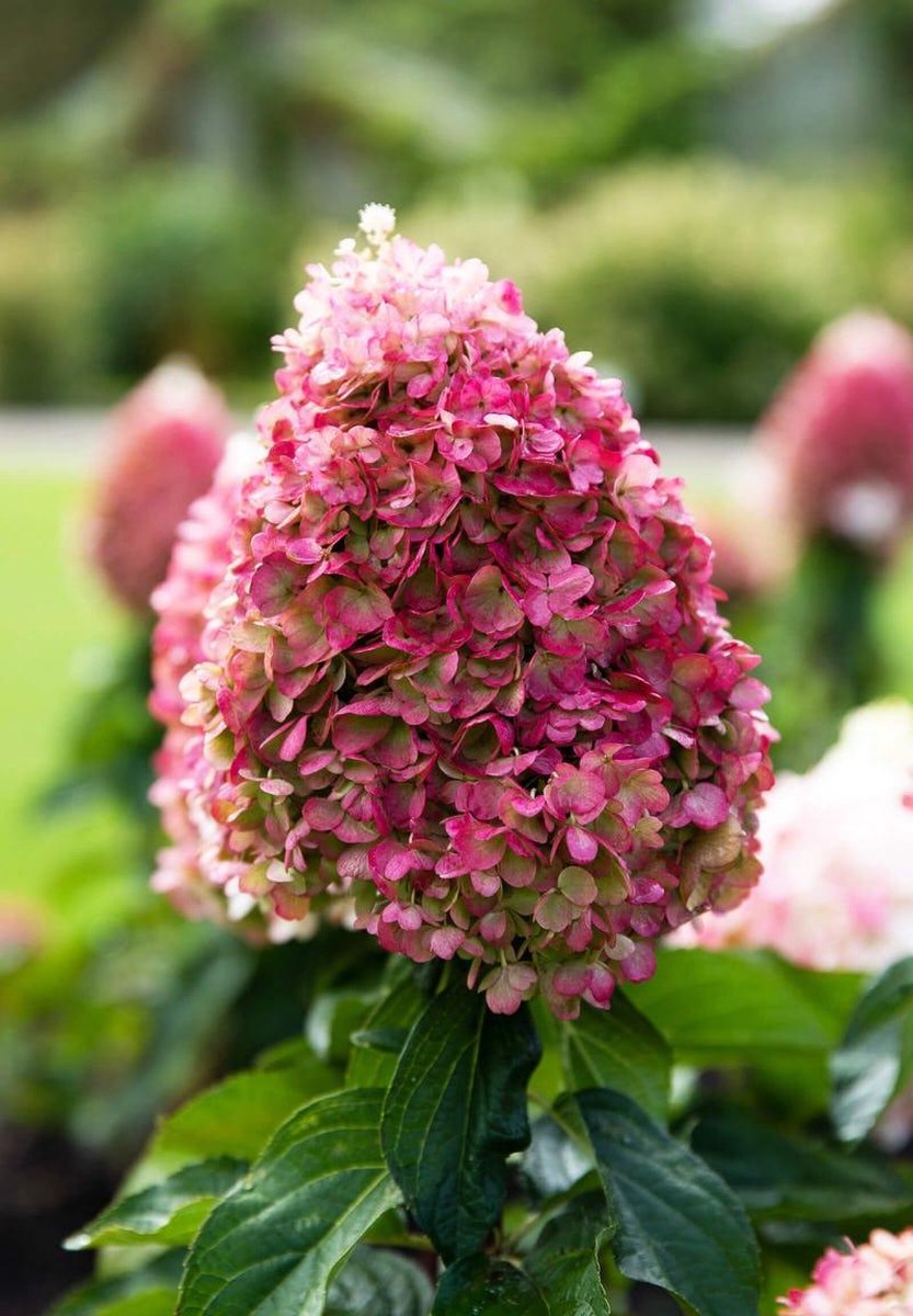  Hydrangea Paniculata Living Pinky Promise®