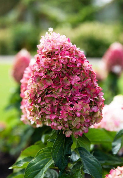  Hydrangea Paniculata Living Pinky Promise®