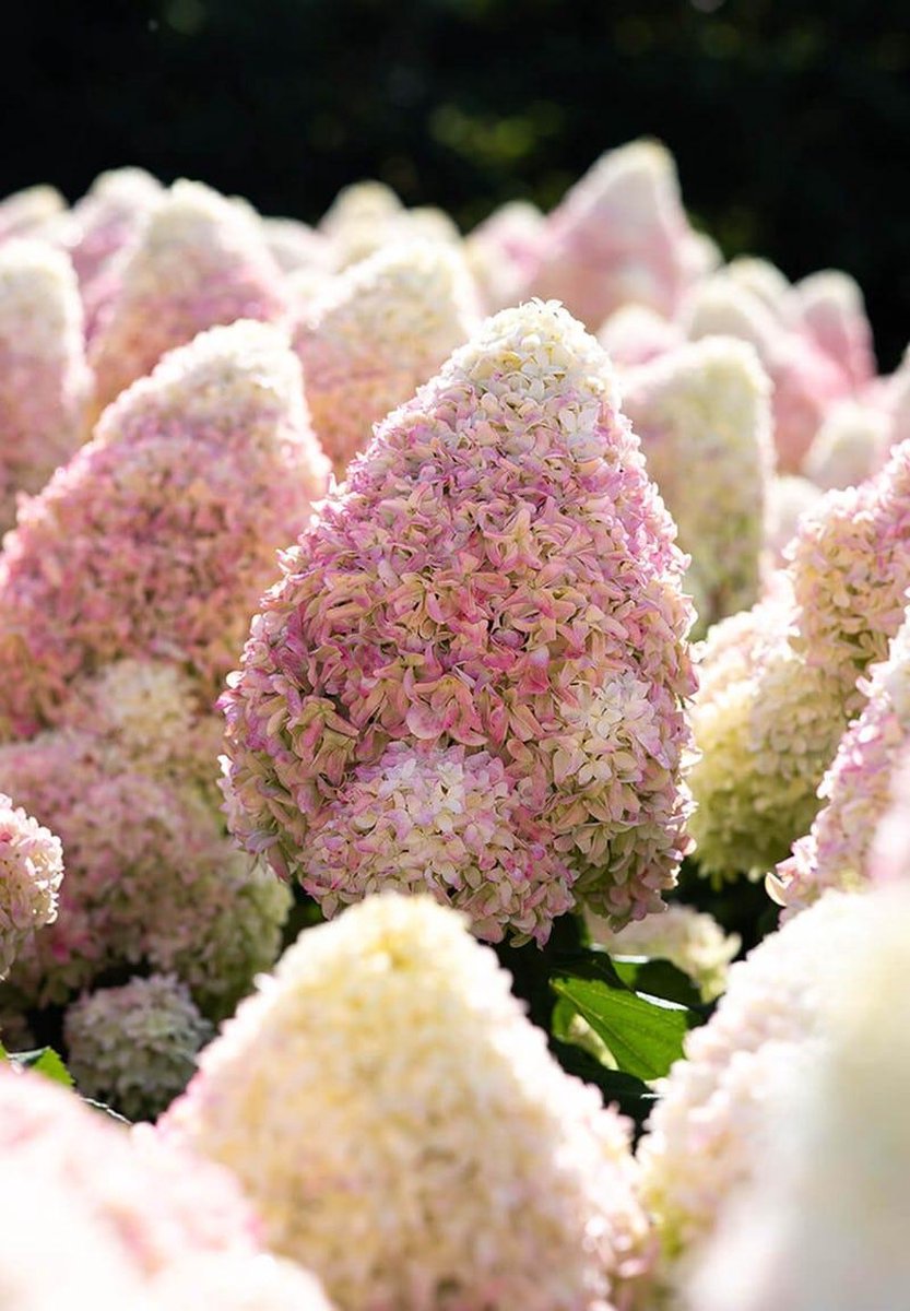  Hydrangea Paniculata Living Summer Love®