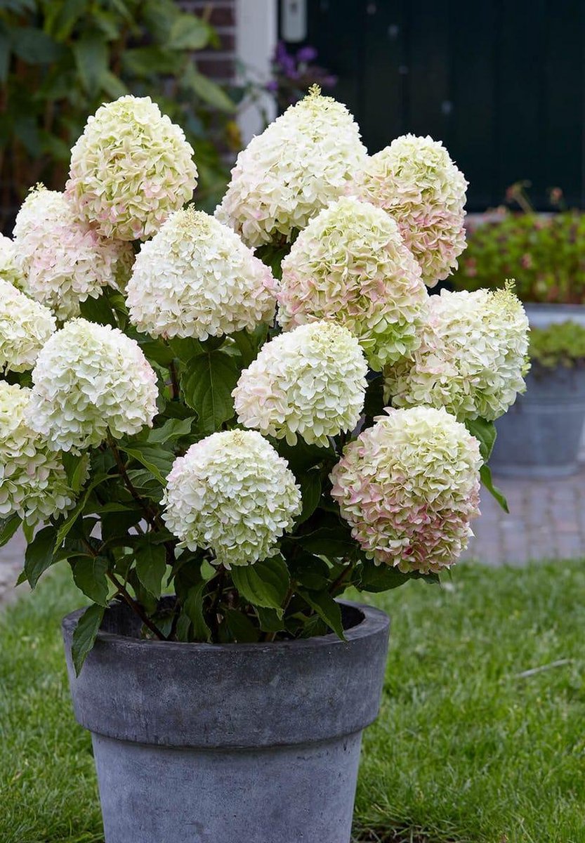  Hydrangea Paniculata Living Summer Love®